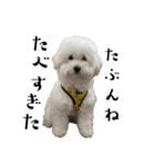 かまってちゃんで気分屋なマルプー犬POLO（個別スタンプ：32）