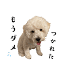 かまってちゃんで気分屋なマルプー犬POLO（個別スタンプ：33）