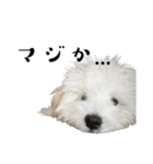 かまってちゃんで気分屋なマルプー犬POLO（個別スタンプ：37）