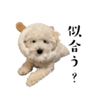 かまってちゃんで気分屋なマルプー犬POLO（個別スタンプ：38）