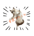 自分が可愛いと分かってる猫(ベータ版)（個別スタンプ：1）