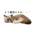 自分が可愛いと分かってる猫(ベータ版)（個別スタンプ：2）