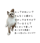 自分が可愛いと分かってる猫(ベータ版)（個別スタンプ：5）
