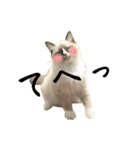 自分が可愛いと分かってる猫(ベータ版)（個別スタンプ：7）