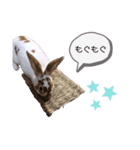 ミニレッキスのだいふくちゃん2（個別スタンプ：1）