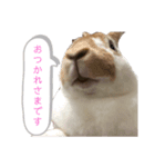 ミニレッキスのだいふくちゃん2（個別スタンプ：4）