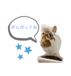 ミニレッキスのだいふくちゃん2（個別スタンプ：7）