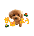 トイプーのスアちゃん♪（個別スタンプ：9）