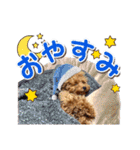 トイプーのスアちゃん♪（個別スタンプ：10）