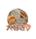 トイプーのスアちゃん♪（個別スタンプ：11）