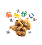 トイプーのスアちゃん♪（個別スタンプ：12）