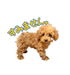 トイプーのスアちゃん♪（個別スタンプ：13）