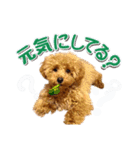 トイプーのスアちゃん♪（個別スタンプ：15）