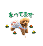 トイプーのスアちゃん♪（個別スタンプ：17）