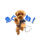 トイプーのスアちゃん♪（個別スタンプ：19）