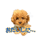 トイプーのスアちゃん♪（個別スタンプ：22）