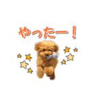 トイプーのスアちゃん♪（個別スタンプ：23）