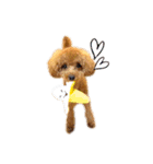 トイプーのスアちゃん♪（個別スタンプ：29）