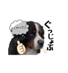 びすけ物語／non13（個別スタンプ：10）