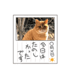 English/CAT/英語/猫/写真イラストスタンプ（個別スタンプ：8）