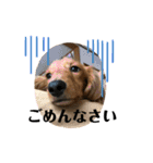 我が家の愛犬達2（個別スタンプ：1）