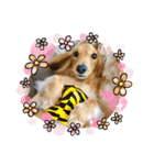 我が家の愛犬達2（個別スタンプ：2）