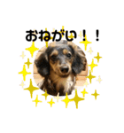 我が家の愛犬達2（個別スタンプ：3）