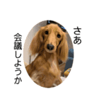 我が家の愛犬達2（個別スタンプ：4）