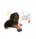 我が家の愛犬達2（個別スタンプ：5）