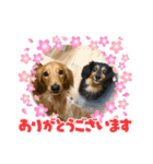 我が家の愛犬達2（個別スタンプ：6）