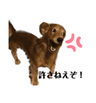 我が家の愛犬達2（個別スタンプ：9）