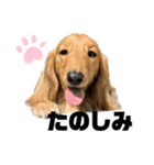 我が家の愛犬達2（個別スタンプ：10）