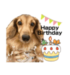 我が家の愛犬達2（個別スタンプ：13）