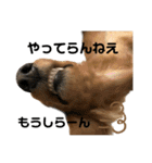 我が家の愛犬達2（個別スタンプ：14）