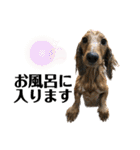 我が家の愛犬達2（個別スタンプ：17）