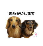 我が家の愛犬達2（個別スタンプ：22）
