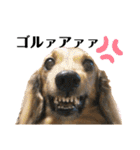 我が家の愛犬達2（個別スタンプ：23）