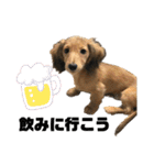 我が家の愛犬達2（個別スタンプ：24）