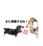 我が家の愛犬達2（個別スタンプ：25）