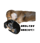 我が家の愛犬達2（個別スタンプ：26）