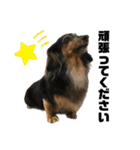 我が家の愛犬達2（個別スタンプ：27）