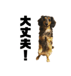 我が家の愛犬達2（個別スタンプ：28）