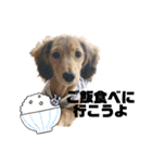 我が家の愛犬達2（個別スタンプ：29）