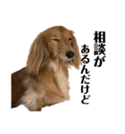 我が家の愛犬達2（個別スタンプ：30）
