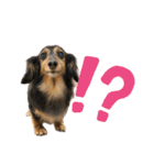 我が家の愛犬達2（個別スタンプ：31）