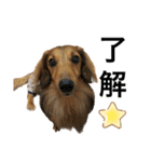 我が家の愛犬達2（個別スタンプ：32）