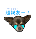 チワワのミロち5（個別スタンプ：1）