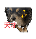 チワワのミロち5（個別スタンプ：2）