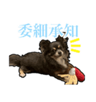 チワワのミロち5（個別スタンプ：5）