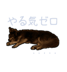 チワワのミロち5（個別スタンプ：6）